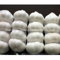 Zhifeng Food Wholesale Price 3p, 4p, 5p Fresh Garlic